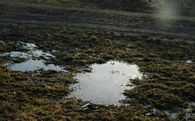 Blown lawn water puddle